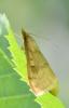 Ostrinia nubilalis